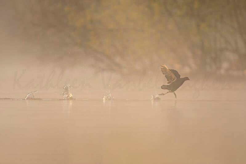 Gallinule poule-d'eau - 03
