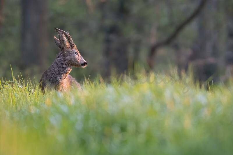 Et puis, soudain, il apparut
