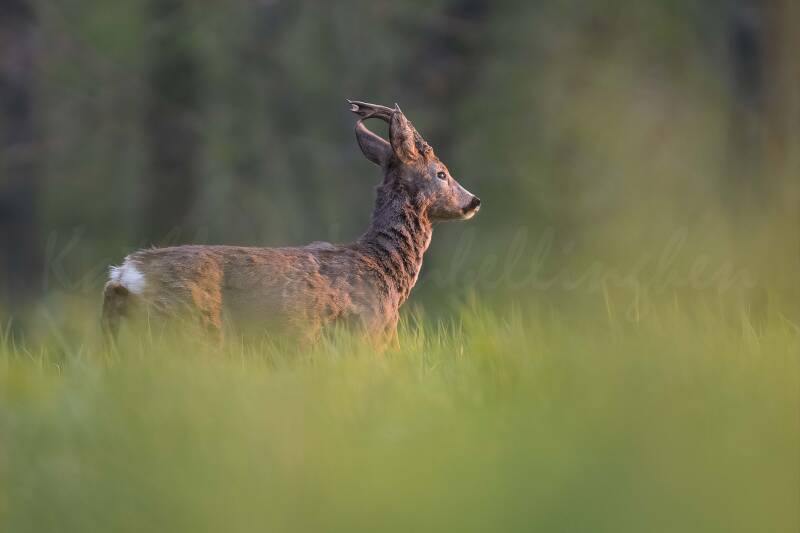 Hypnotisé par le soleil
