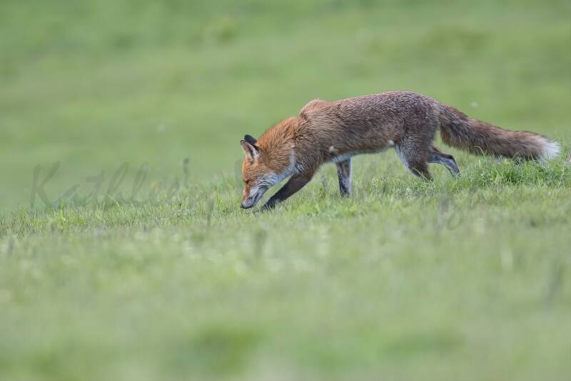 Mon plus beau voisin