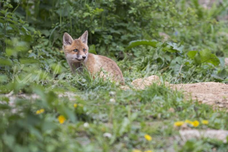 Je fourre mon museau partout