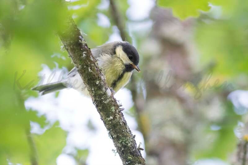 Mésange charbonnière juvénile - 09