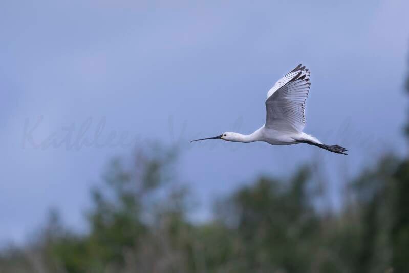 Spatule blanche - 07