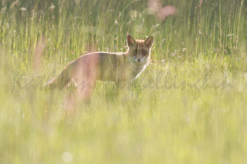 Arrivé par surprise