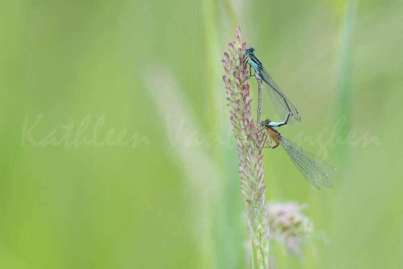 Cœur de demoiselles