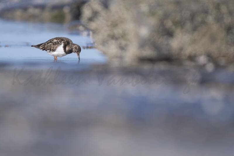 Tournepierre à collier - Belgique - 046