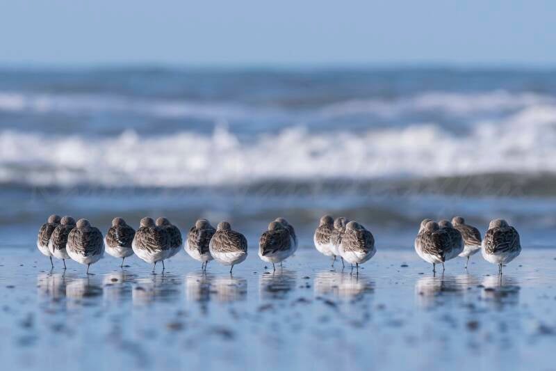 Bord de mer entre potes
