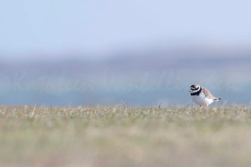 Grand gravelot - Pays-Bas