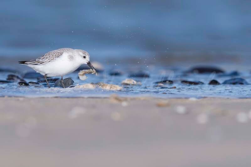 Bécasseau Sanderling - Pays-Bas