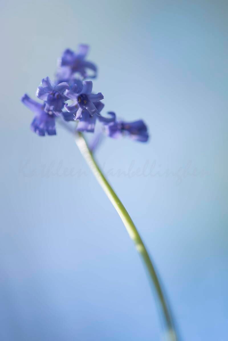 Sous la robe des fleurs