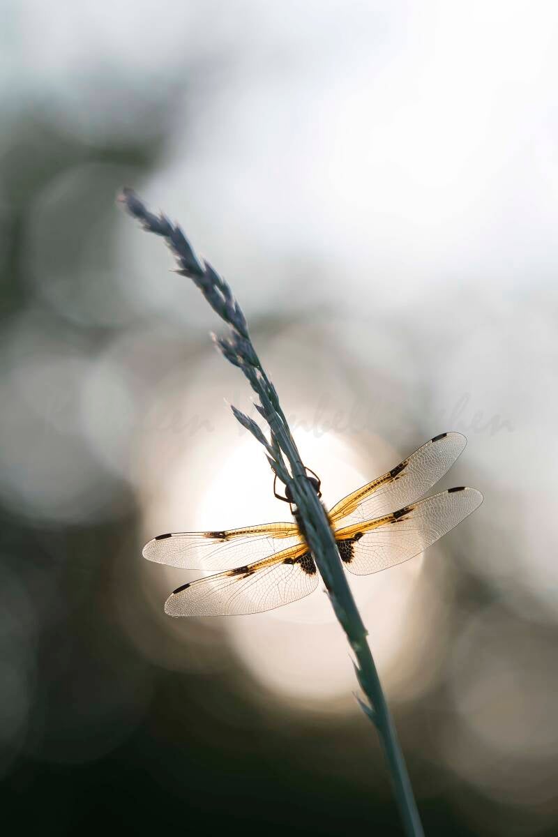 Vitraux sous les projecteurs