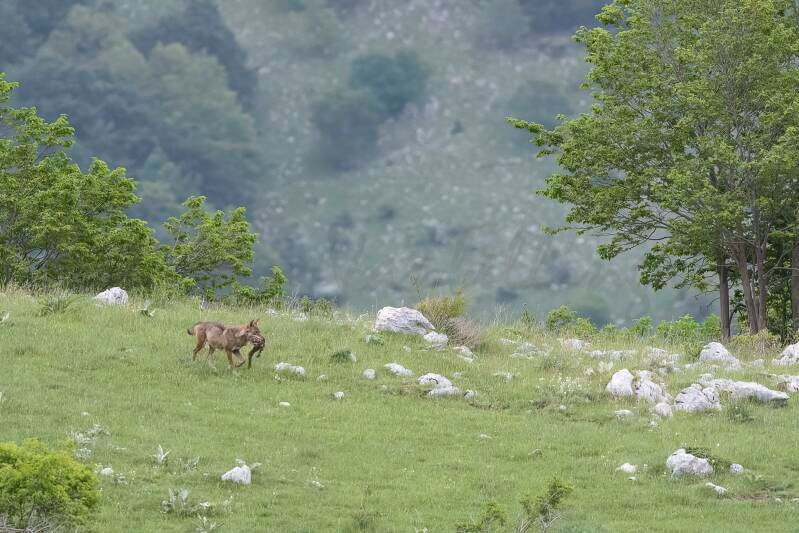 Retour vers la tanière