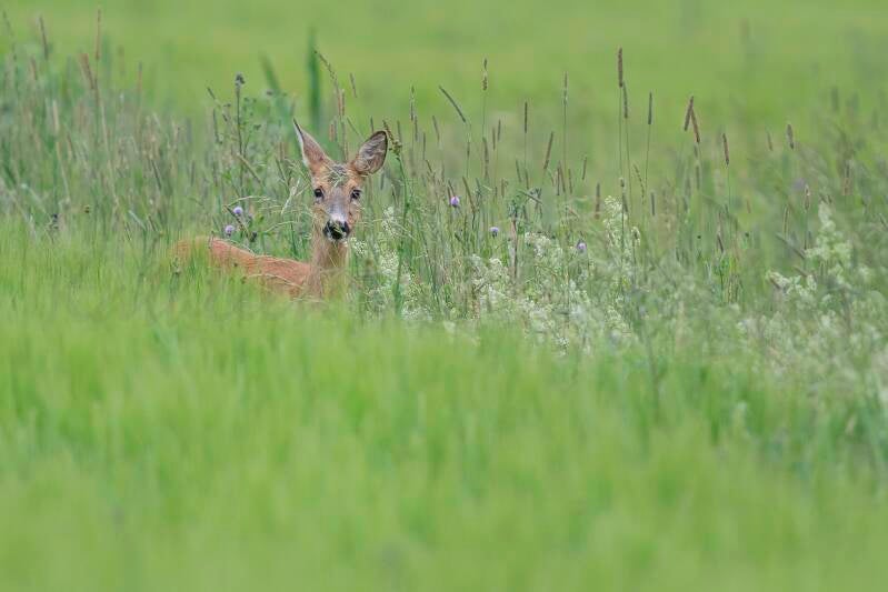 Cache-cache dans les fleurs
