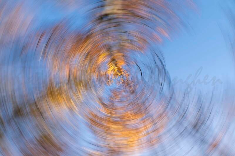 Vortex d&#039;arbres