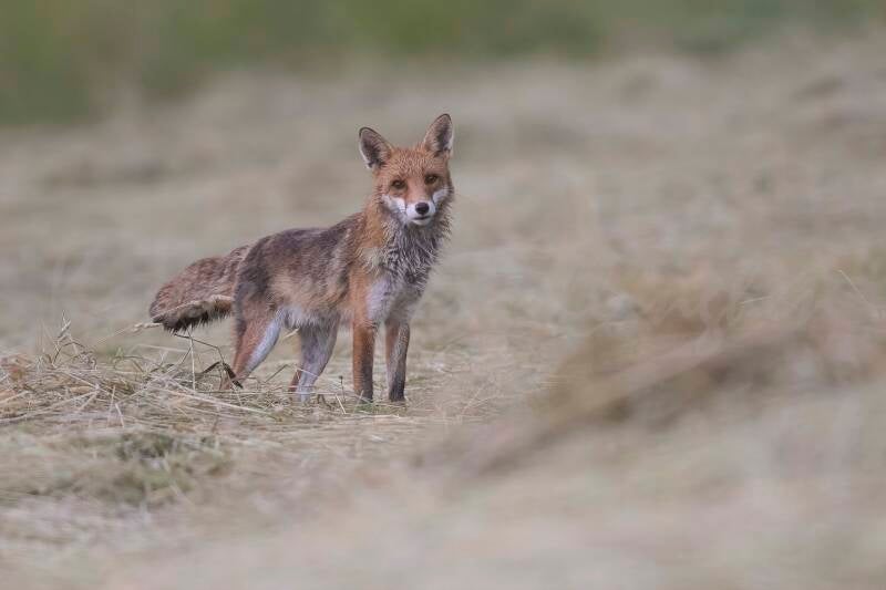 Regard interrogateur