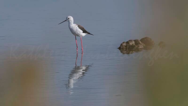 Echasse blanche - 18