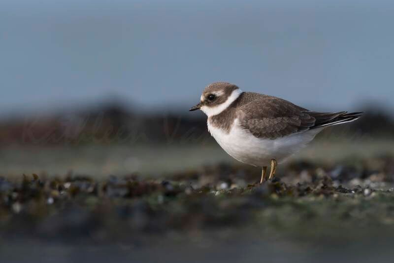 Jeune globe-trotteur
