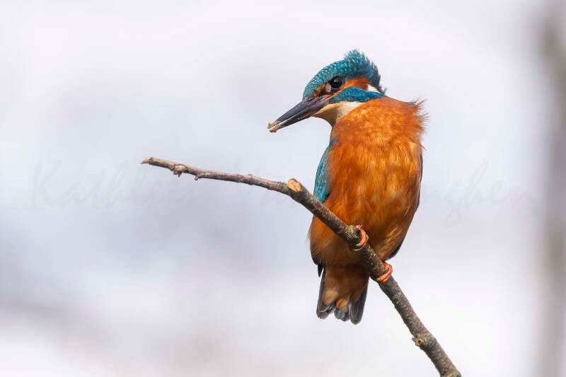 Martin-pêcheur d'Europe - 18