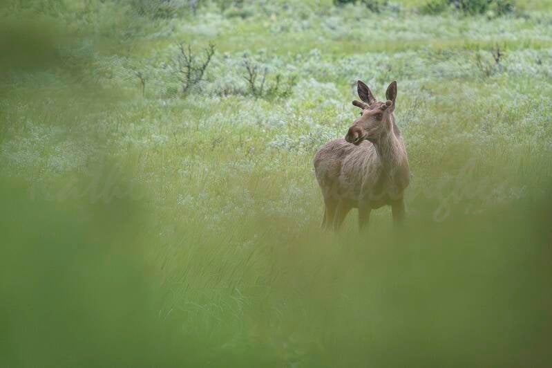 E.T. Téléphone maison