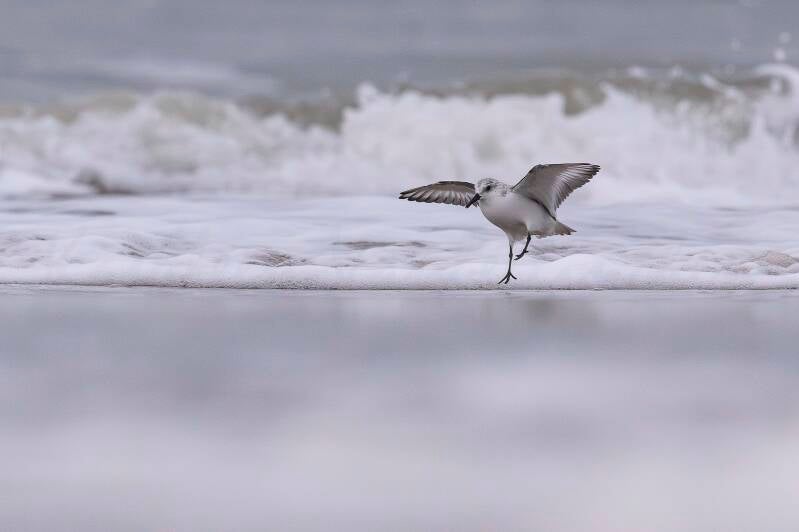 Bécasseau sanderling - 10