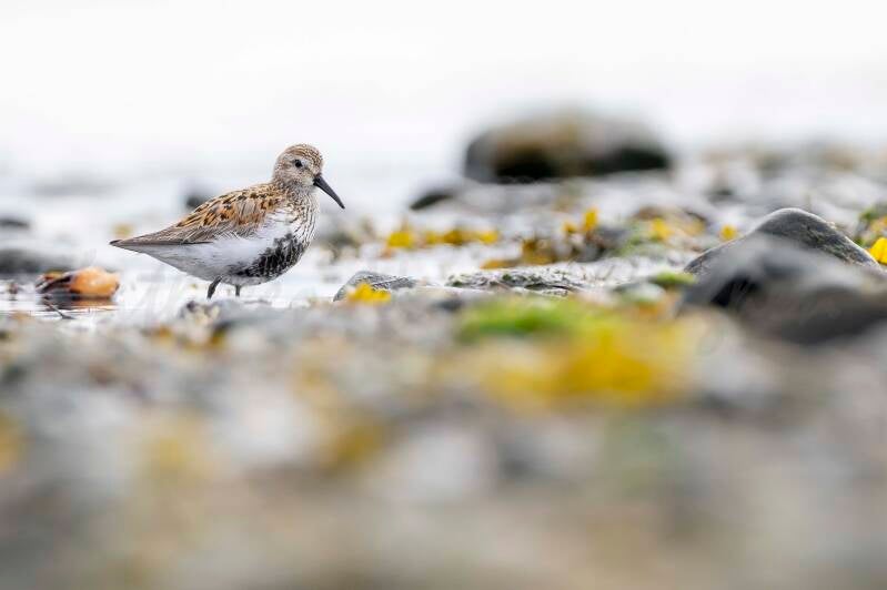 Bécasseau variable - 06