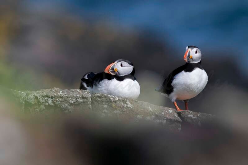 Macareux moines - 04