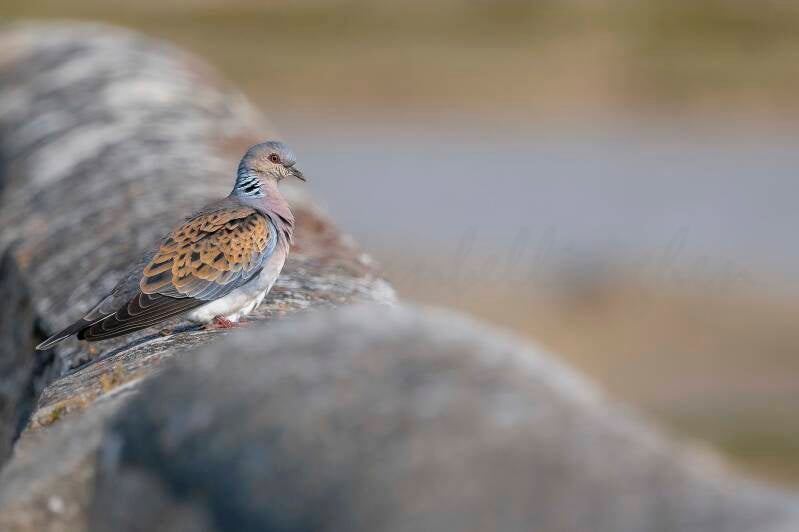 Tourterelle des bois - 19