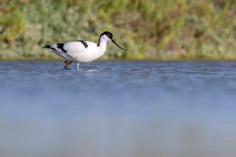 Avocette élégante - 08