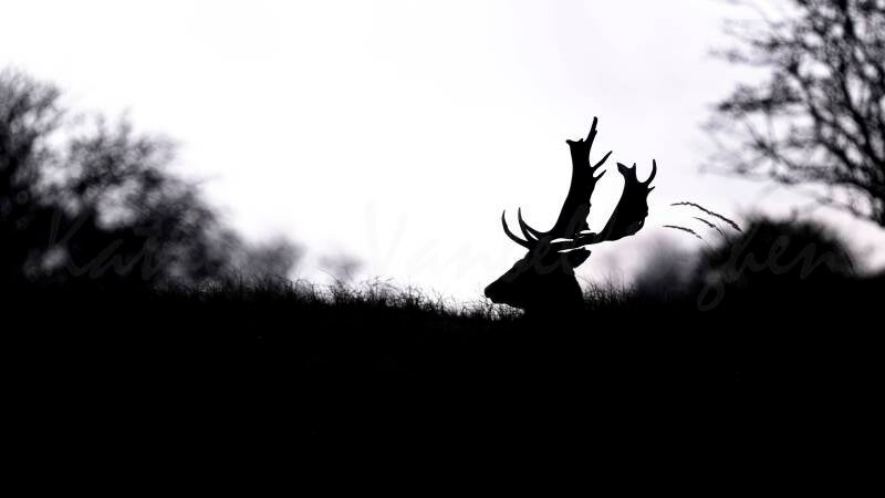 Ombre chinoise de daim