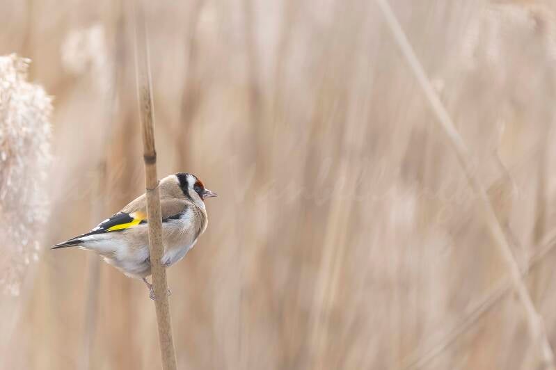 Chardonneret élégant - 17