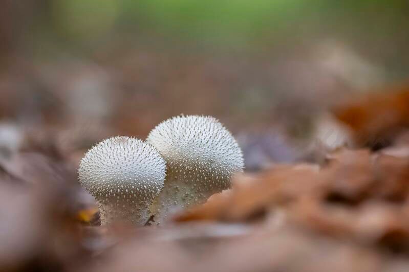 La veste perlée de la nature