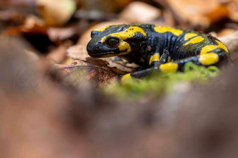 Trésor sous une écorce