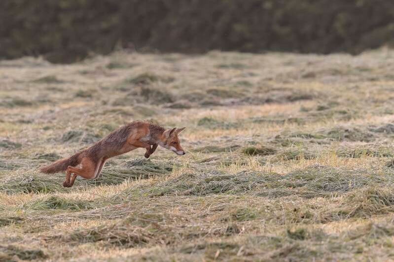 Mulotage à La Hulpe
