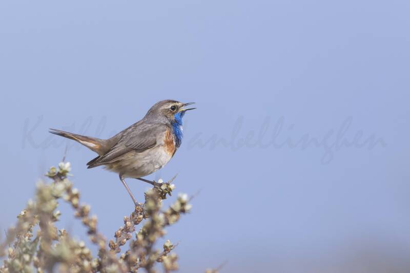 Gorgebleue à miroir - Pays-Bas - 054