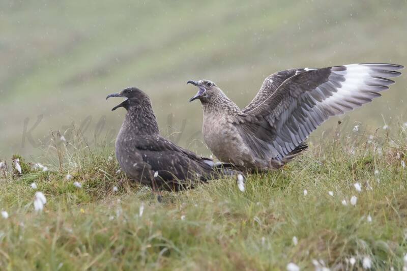 Grands labbes - Norvège -  057