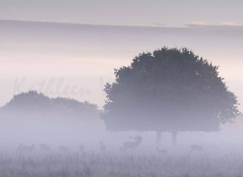 Brâme au petit matin
