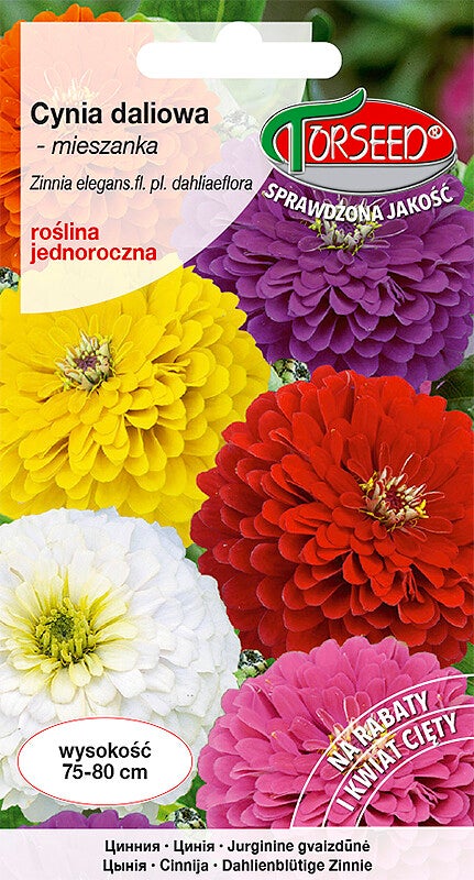 Cynia  daliowa (1g) Torseed