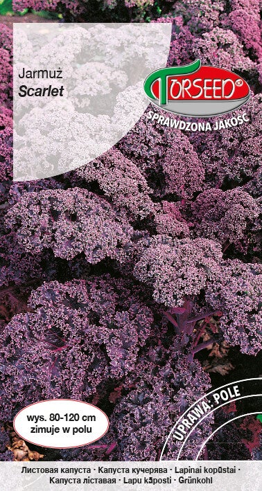 Jarmuż czerwony (1g) Torseed