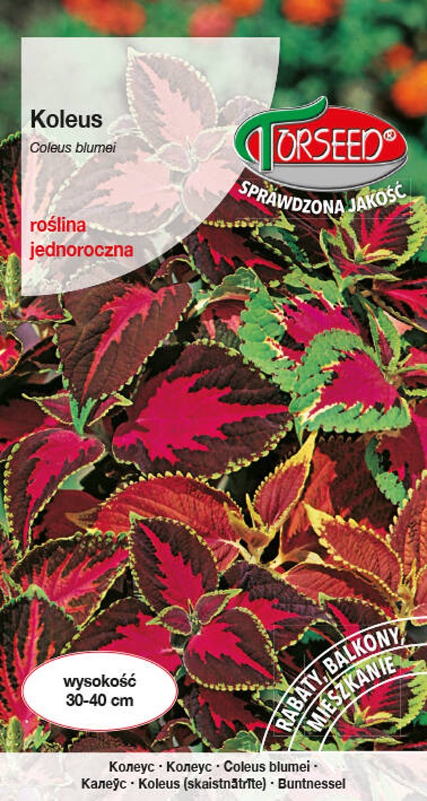 Koleus (0,1g) Torseed