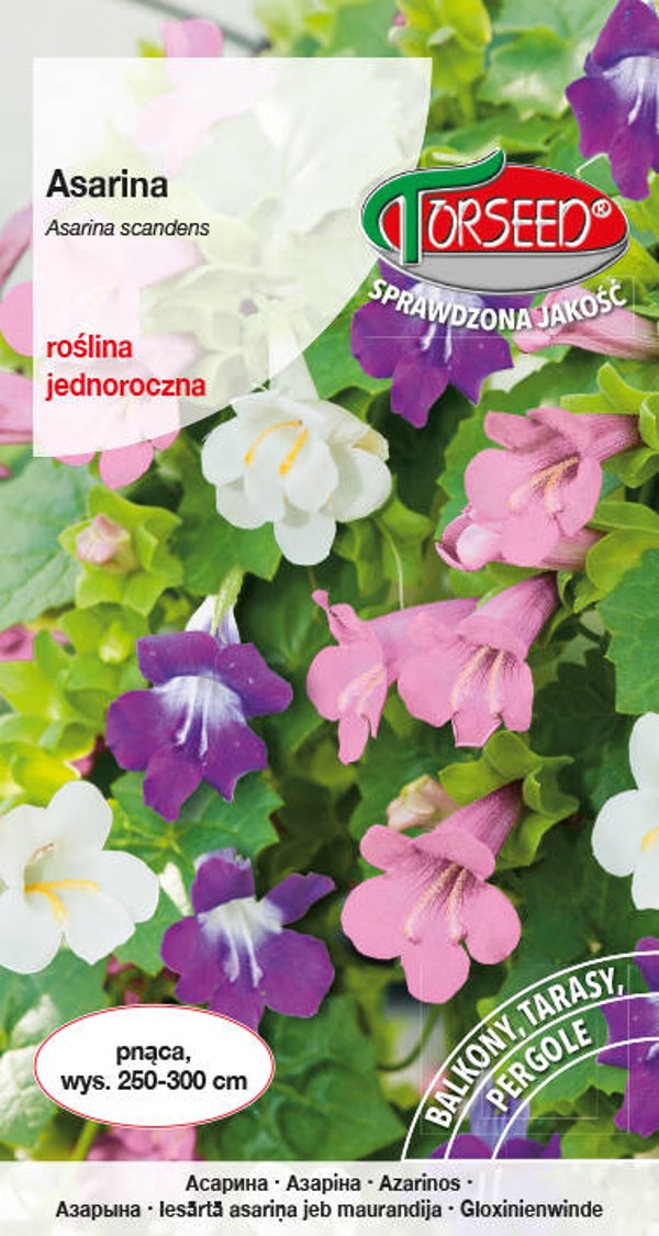 Asarina (10x) Torseed