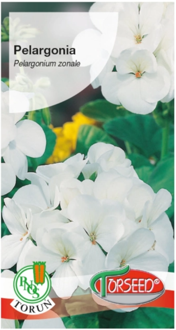 Pelargonia biała (10x) Torseed