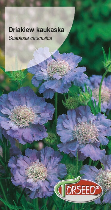 Driakiew kaukaska (0,5g) Torseed