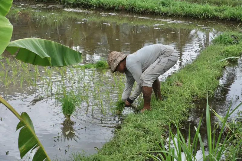 landarbeider Bali in Sideme die rijstplantjes plant