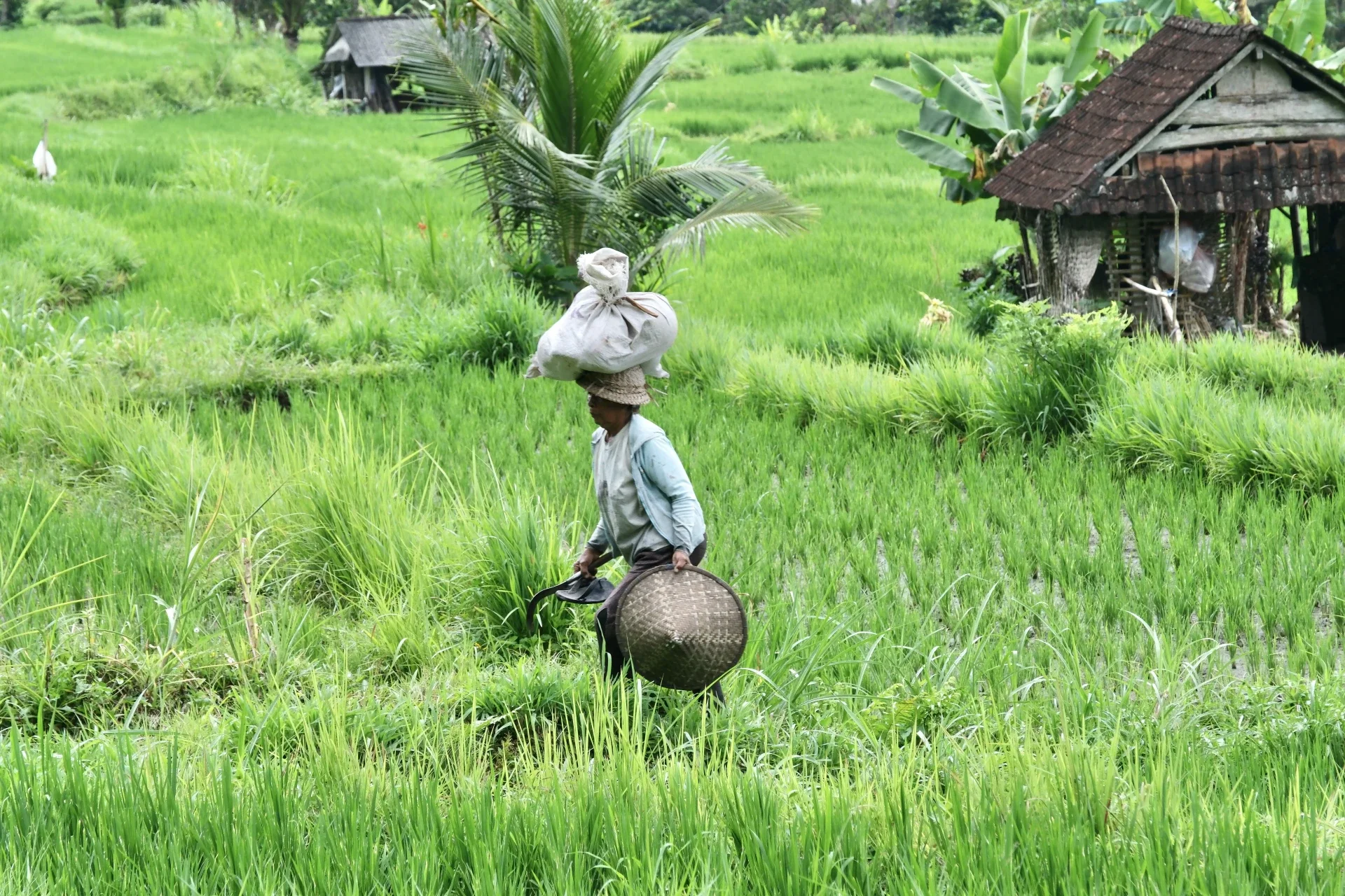 Landarbeider in de rijstterassen van Sidemen Bali