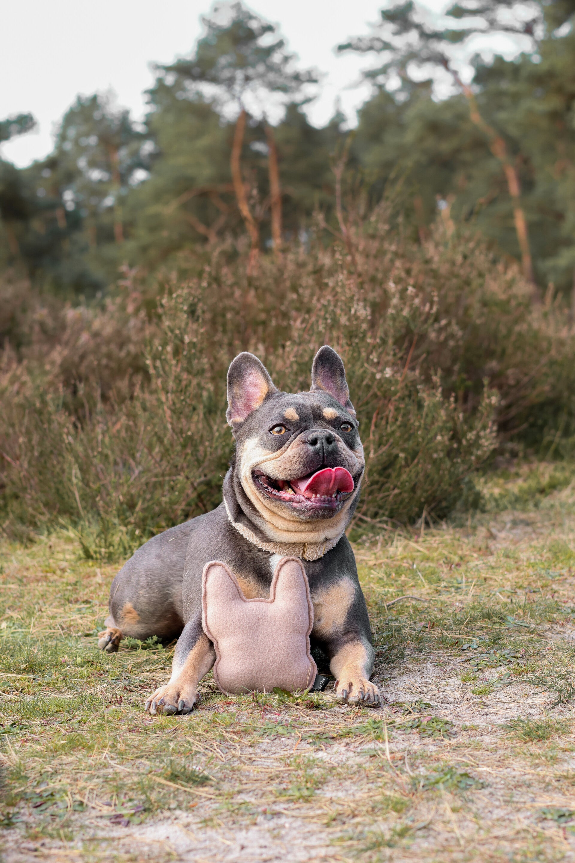 Frenchie Billy