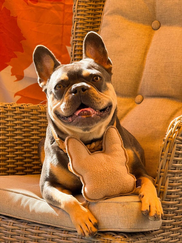 Frenchie Billy