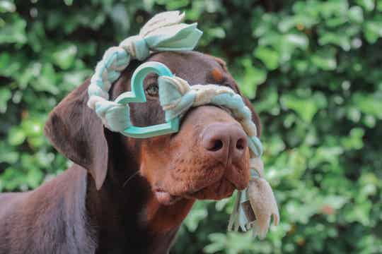 Cupid's Choice - Mint