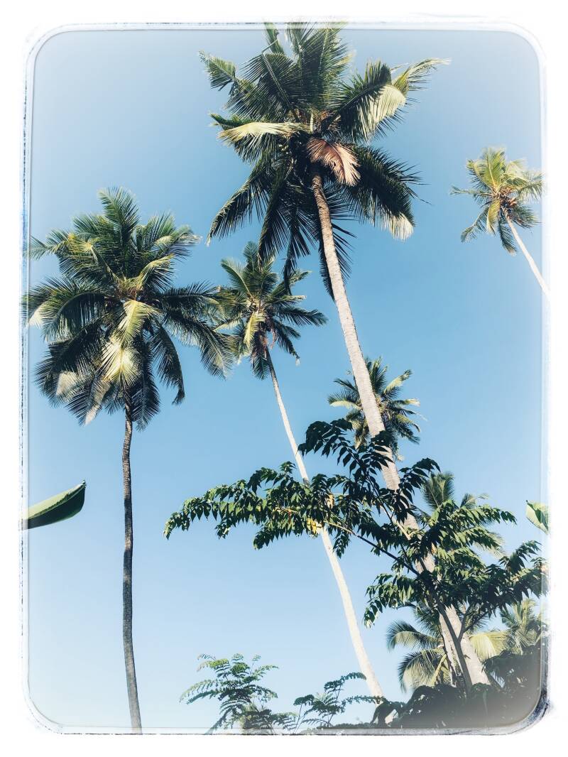 Tan5000.jpg