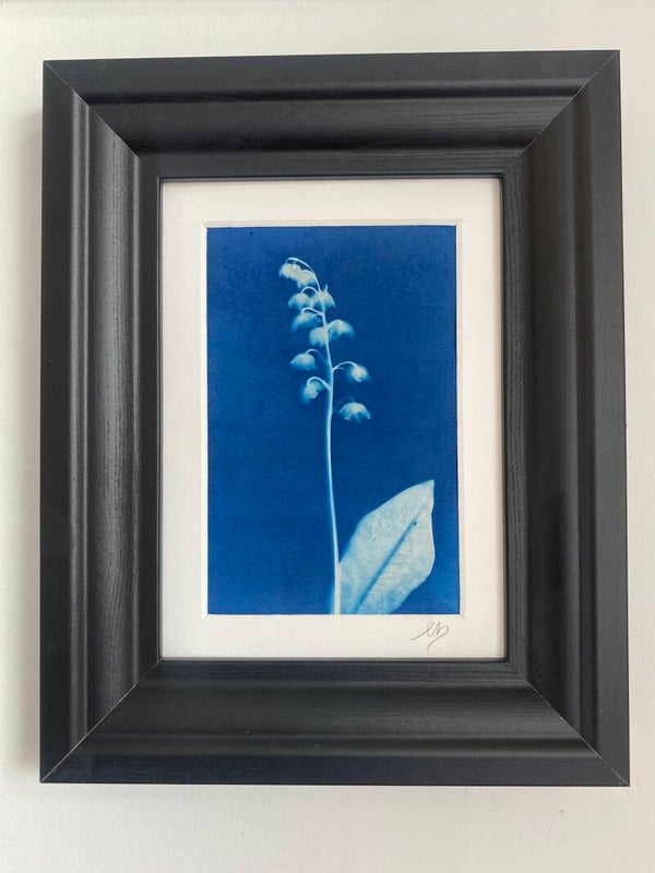 Lily of the Valley