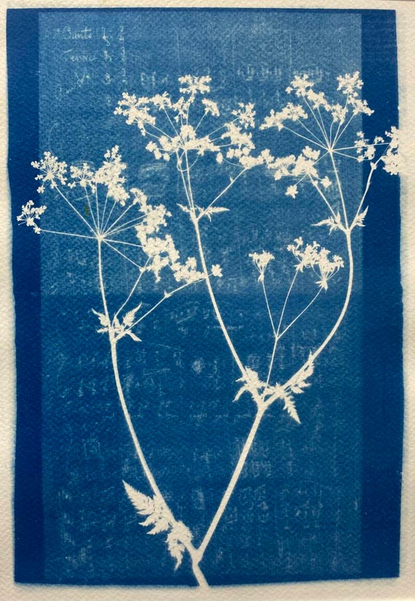 Queen Anne’s Lace - original cyanotype